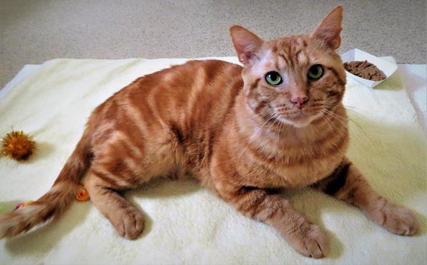 /Images/uploads/Friends of Seal Beach Animal Care Center/2022sbacc/entries/20924thumb.jpg